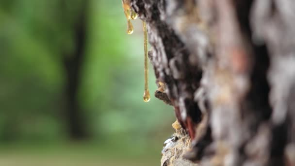 松脂滴 针叶树树干树皮上的天然焦油在朦胧的森林背景下 — 图库视频影像
