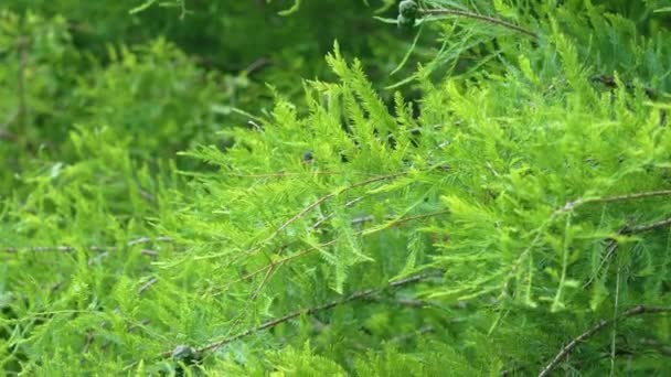 Follaje Verde Verano Ciprés Calvo Cerca Taxodium Distichum Tree Familia — Vídeo de stock