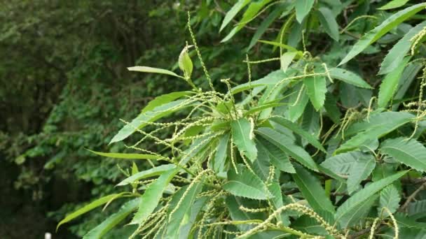 Collar Castaño Inflorescencias Con Follaje Verde Exuberante Planta Silvestre Cultivada — Vídeo de stock