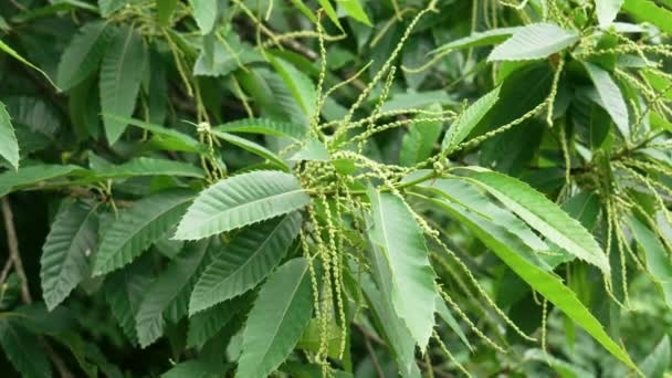 Collar Castaño Inflorescencias Con Follaje Verde Exuberante Planta Silvestre Cultivada — Vídeos de Stock