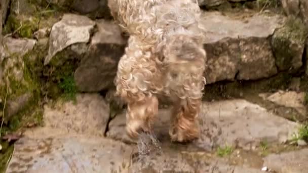 Wet Brown Curly Dog Runs Swimming Lake Stone Steps Slow — Stockvideo
