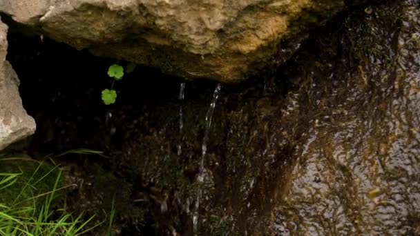 Droppande Droppar Källvatten Från Naturliga Skogsbergarter Slow Motion Begreppet Naturens — Stockvideo