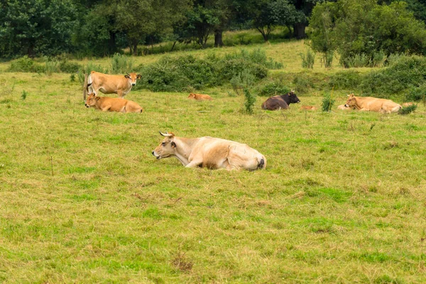 Herd Cows Resting Farm Pasture Grass — Photo