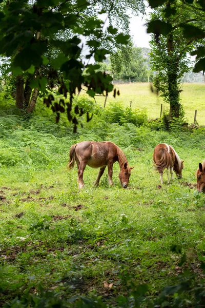 Brown Horses Green Summer Ranch Pasture — Stockfoto