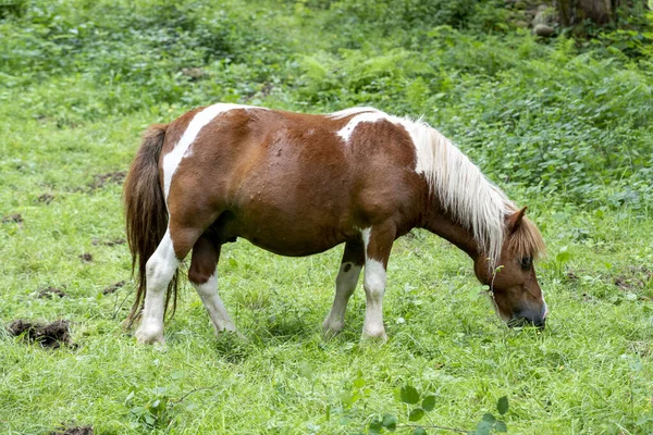 Brown Thoroughbred Horse Grazes Beautiful Pasture — Stockfoto