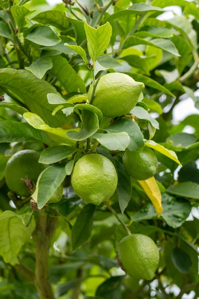 Árbol Limón Verde Con Frutas Cerca Una Plantación Granja —  Fotos de Stock