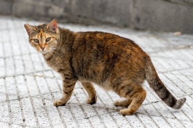 Sokak kedisi şehir caddesine yakın çekim yapıyor. Evsiz hayvan.