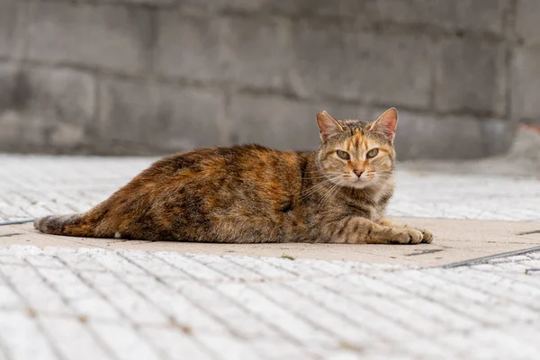 Sad lost homeless stray cat on the street. Homeless abandoned animal