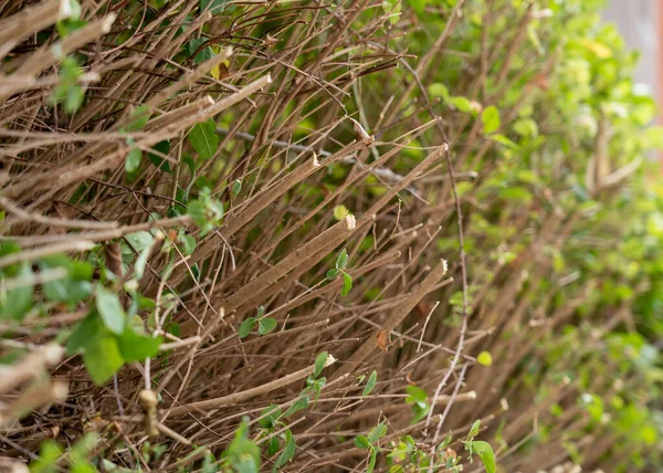 Cut rods of garden trimmed hedge close up