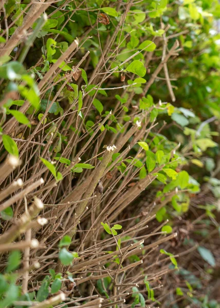 Tallos Cortados Setos Verdes Recortados Cerca — Foto de Stock