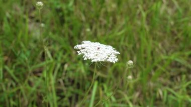 Yeşil çimlerde beyaz Ajwain çiçeği. Vahşi doğada yıllık bitki.