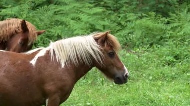 Kahverengi safkan bir at, yeşil çimenli bir yaz otlağında otlar.