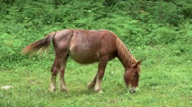 Genç, kahverengi safkan at yeşil çimenli kırsal bir çayırda otlar.