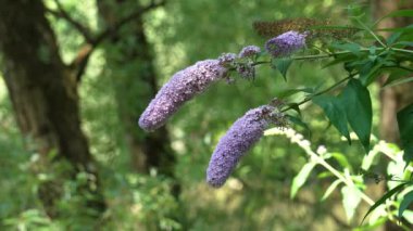 Ormandaki vahşi kelebek çalısı. Doğada leylak çiçekleri