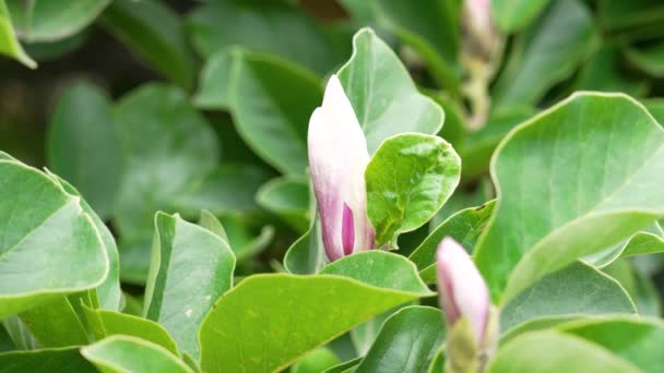 Delicate Purple White Magnolia Tree Flower Lush Green Foliage — Stok video