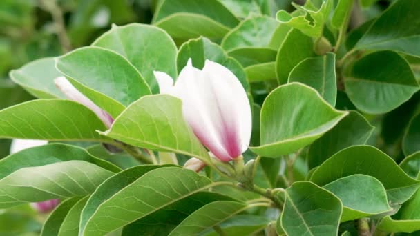 Piękny Kwiat Magnolii Zielonymi Liśćmi Kwitnącego Drzewa Zbliżenie — Wideo stockowe
