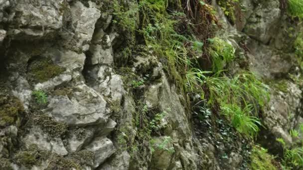 Natural Resistido Agrietado Roca Rugosa Con Hierba Vista Detallada — Vídeos de Stock