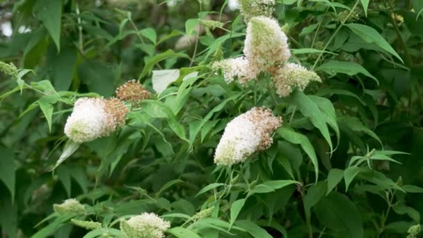 Blooming White Lilac Flowers Background Summer Green Leaves Garden Butterfly — 图库视频影像