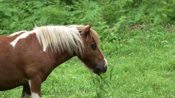 Horse Eats Green Grass Meadow Close Brown Stallion Pasture She — Stockvideo