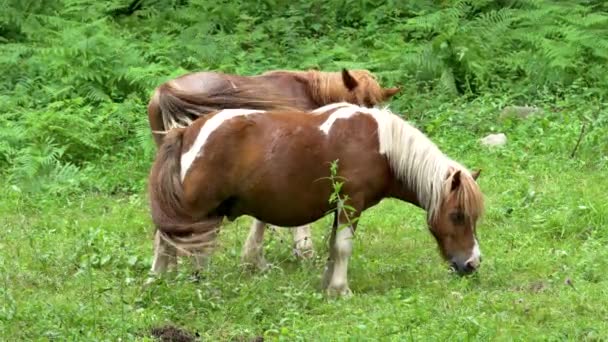 Horses Summer Pasture Eating Fresh Grass Ranch — Stockvideo