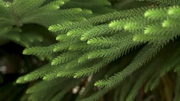 Araucaria Heterophylla Leaves Norfolk Island Pine Tree Green Foliage — Stockvideo