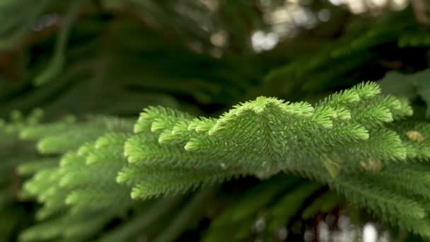 Norfolk Island Pine Tree Green Foliage Close Araucaria Heterophylla Leaves — Stockvideo