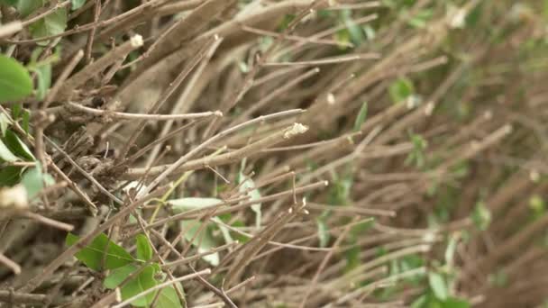 Tăiați Tulpinile Gard Viu Verde Tăiat Aproape — Videoclip de stoc