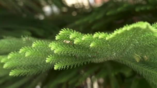 Pine Araucaria Heterophylla Green Leaves Norfolk Island Tree Evergreen Coniferous — Stockvideo