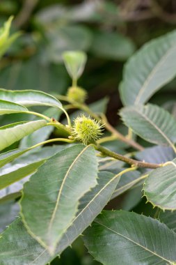 Chestnut tree with young fruits and green lush foliage. Uncultivated wild plant in the forest. Reproducing castanea sativa