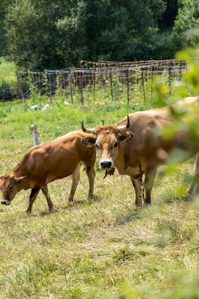Cow Big Horns Looks Camera Herd Grazes Pasture Summer Hill — Φωτογραφία Αρχείου