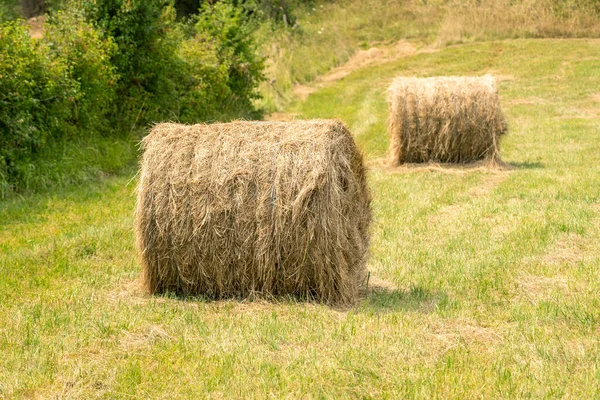 Roll Harvested Hay Rural Pasture Bale Dry Straw Farm Forest — Photo