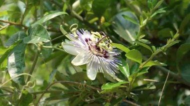 Blue passion flower with green foliage in garden. Passiflora caerulea. Homeopathic herb