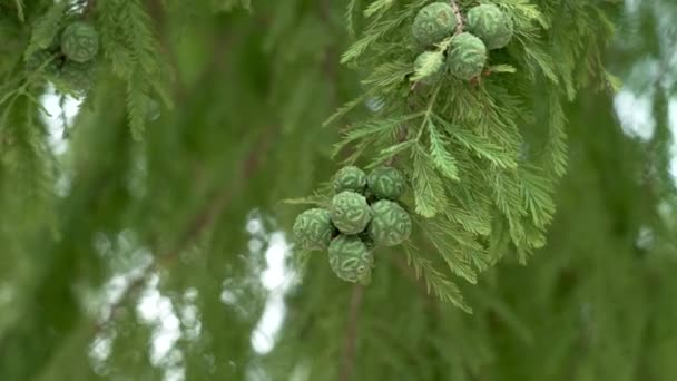 Bald Cypress Cones Close Taxodium Distichum Tree Cupressaceae Family Green — Vídeo de stock
