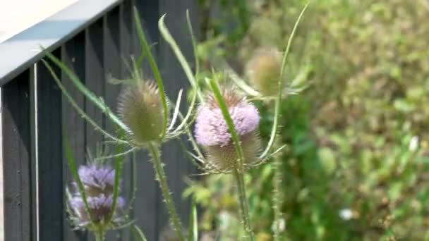Wild Teasel Flower Thorn Flowerhead Country Dipsacus Fullonum — Stock video