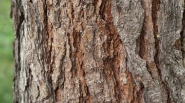 Rough texture brown bark of a tree trunk close-up in the forest. Beauty of nature eco concept