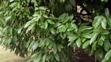 Drops of water dripping from watered green foliage of the magnolia tree in slow motion. Gardening occupation