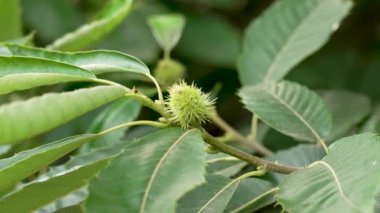 Chestnut tree with young fruits and green lush foliage. Uncultivated wild plant in the forest. Reproducing castanea sativa