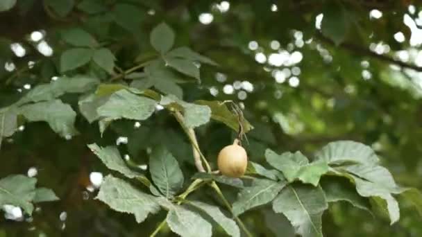 Wild Tree Fruit Forest Close Green Foliage — Vídeo de stock