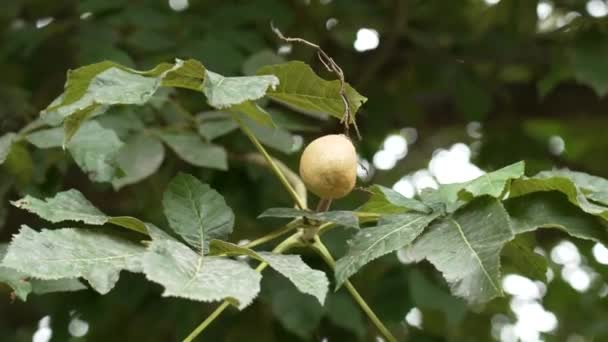 Tree Fruit Garden Close Green Foliage — ストック動画