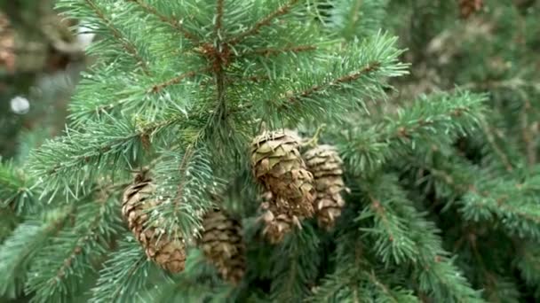 Green Douglas Fir Branch Cones Close Conifer Tree Pseudotsuga Menziesii — Stock Video