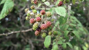 Blackberry on a branch growing in the wild. Unripe red and green dewberry and ripe black bramble berry close up