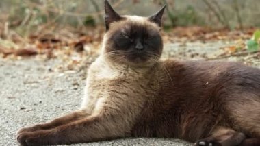 Siamese stray cat on an asphalt road. Sad hungry feral animal close up