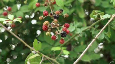 Blackberry on a twig growing in wild nature close up