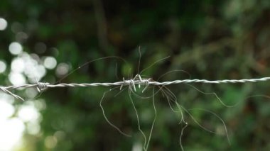 Barbed wire fence with barbs on a green nature background