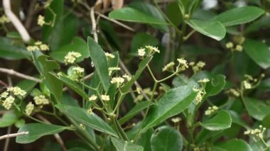 White flowers with green stamens and lush summer foliage