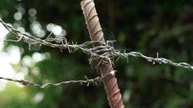Barbed wire fence with steel sharp barbs on a eco farm with beautiful green nature