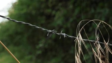 Barbed wire fence with dry ear of cereal plant and green foliage