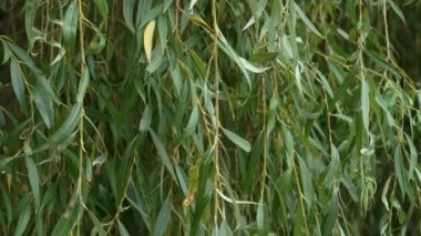 Green summer foliage of wild tree weeping willow closeup