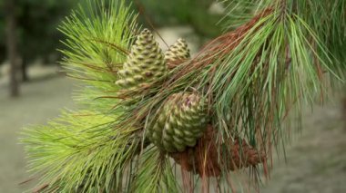 Pine cone close-up on a branch with green needles in a hilly coniferous forest