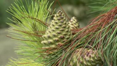 Large pine cone on a branch close-up. Evergreen summer needles on a coniferous tree twig